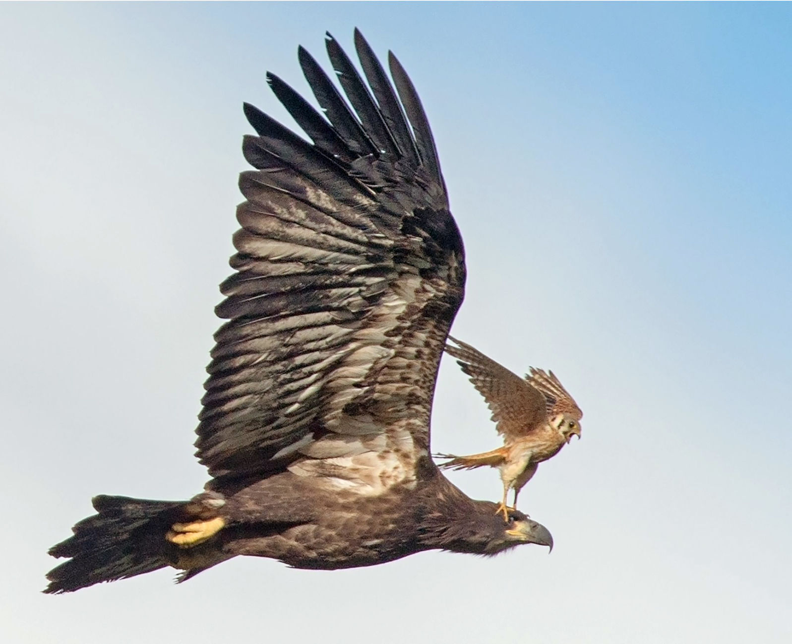 Taking flight: Davis opens doors into lives of falcons in new book